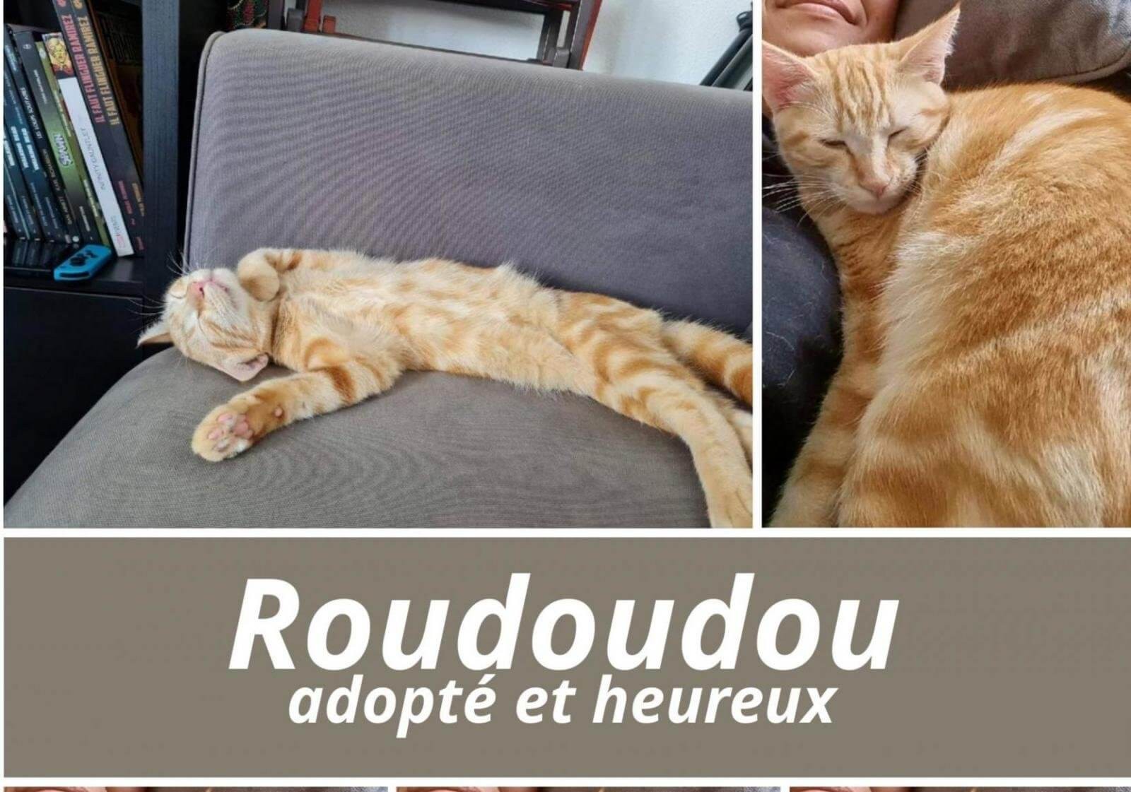 19/08/22 : Roudoudou a quitté la chatterie !
