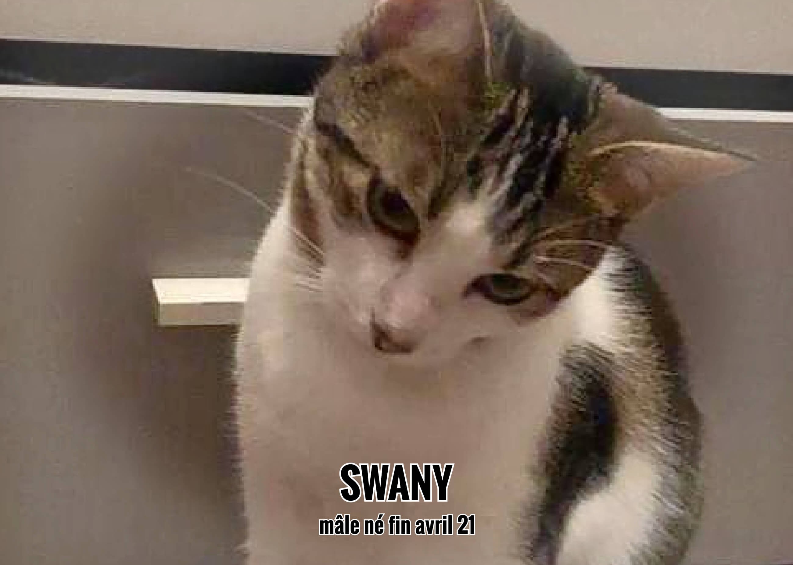 25/01/22 : Swany restera chez sa FA, il se cachait pour ne pas être adopté...