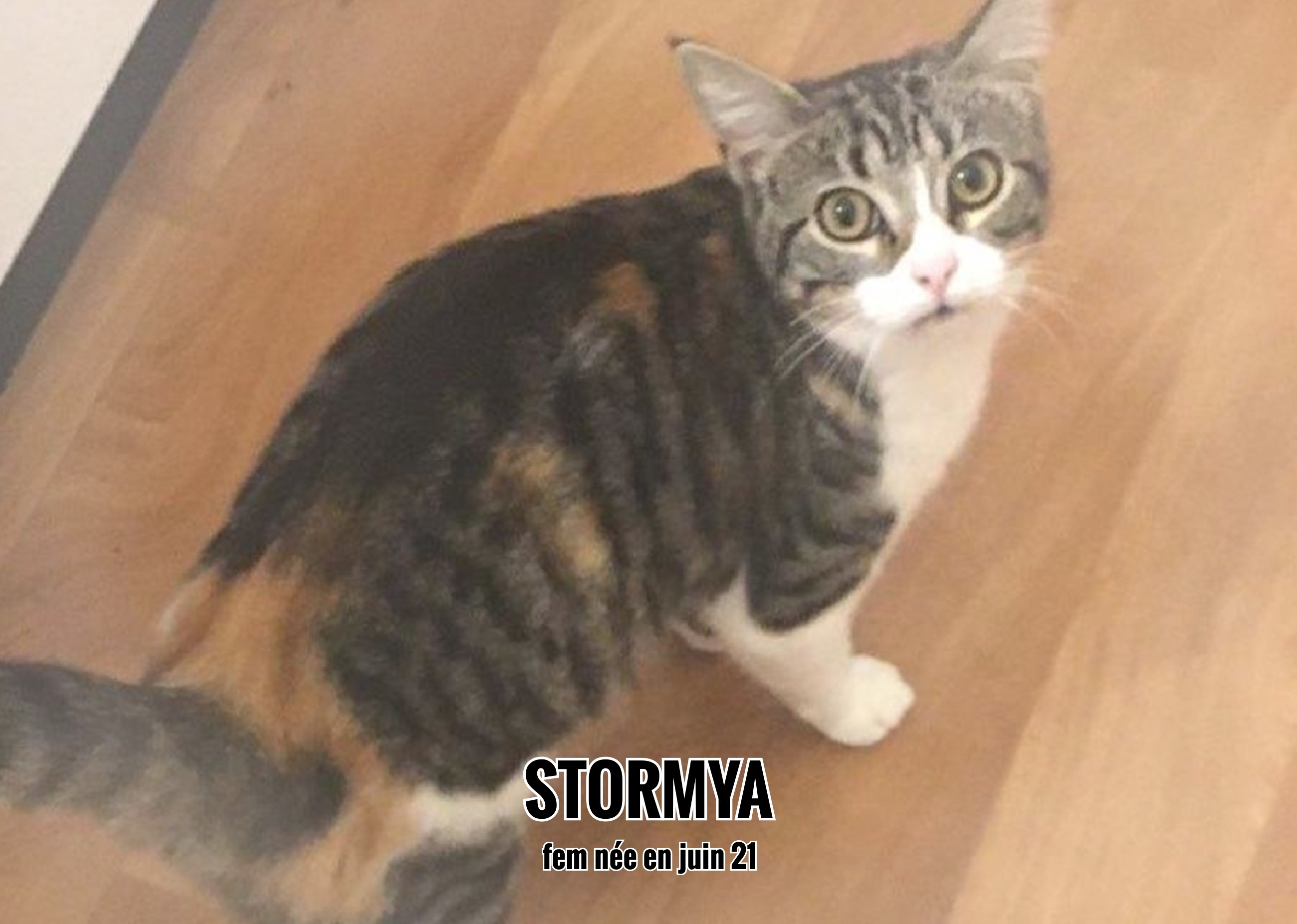15/01/22 : Stormya va rejoindre le foyer de ses maîtres d'ici peu (33)