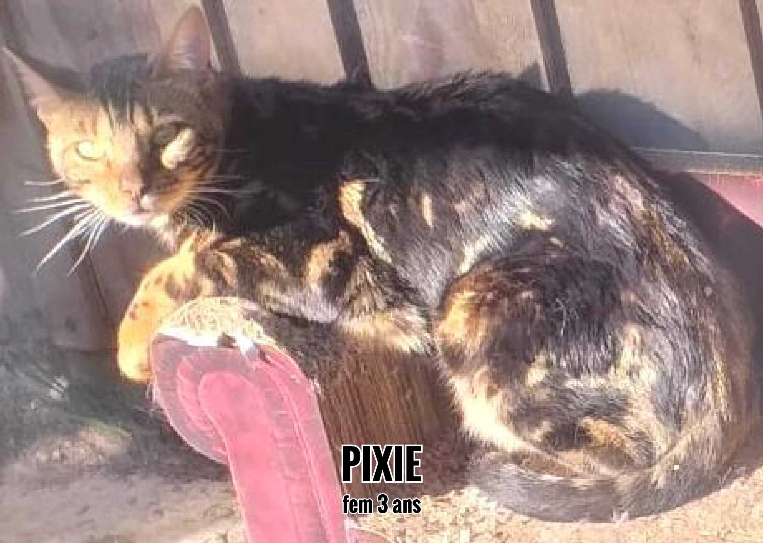 Pixie, visible sur le Pian Médoc (33)