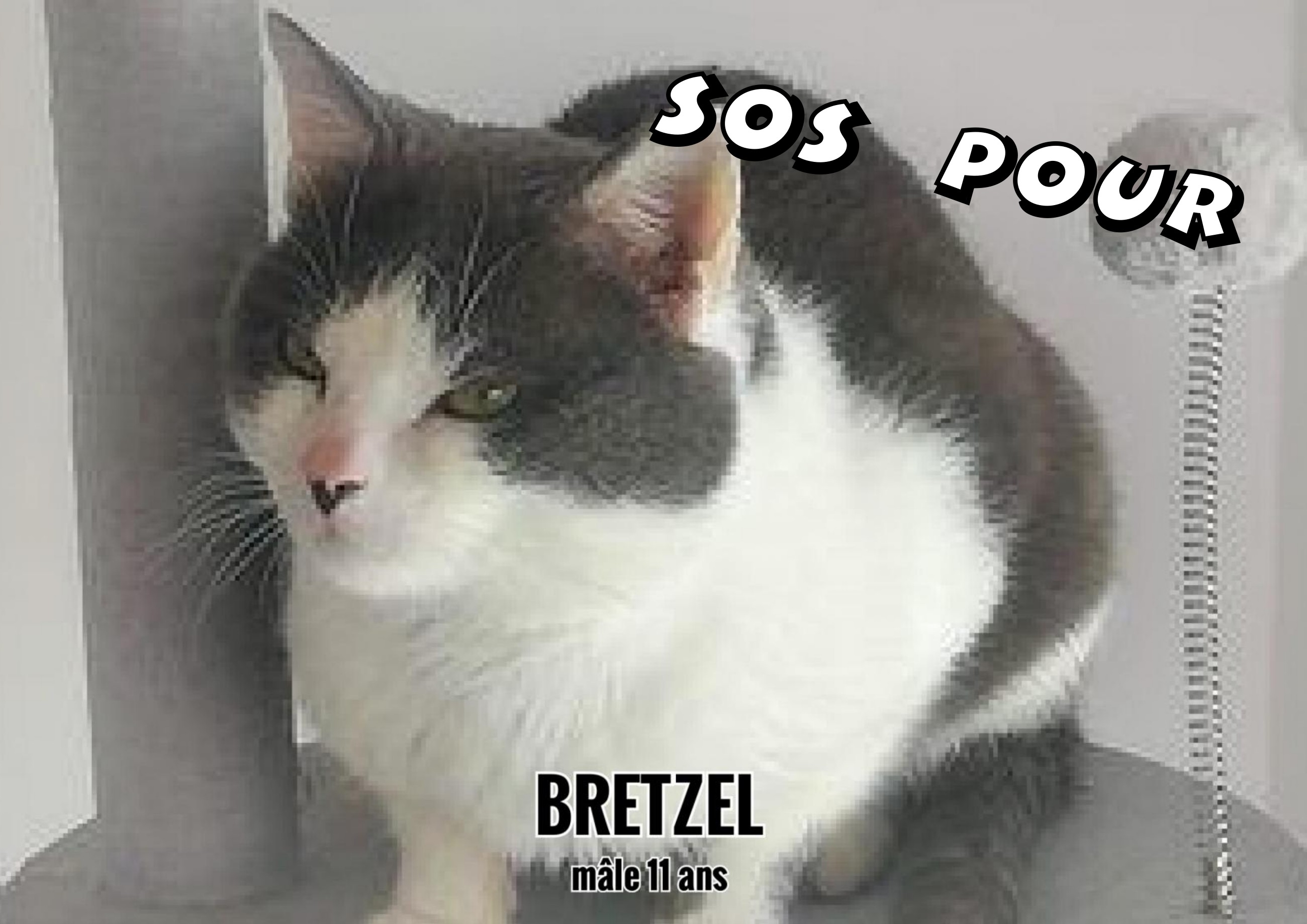 24/02/22 :  Bretzel est aujourd'hui dans son nouveau foyer (33)