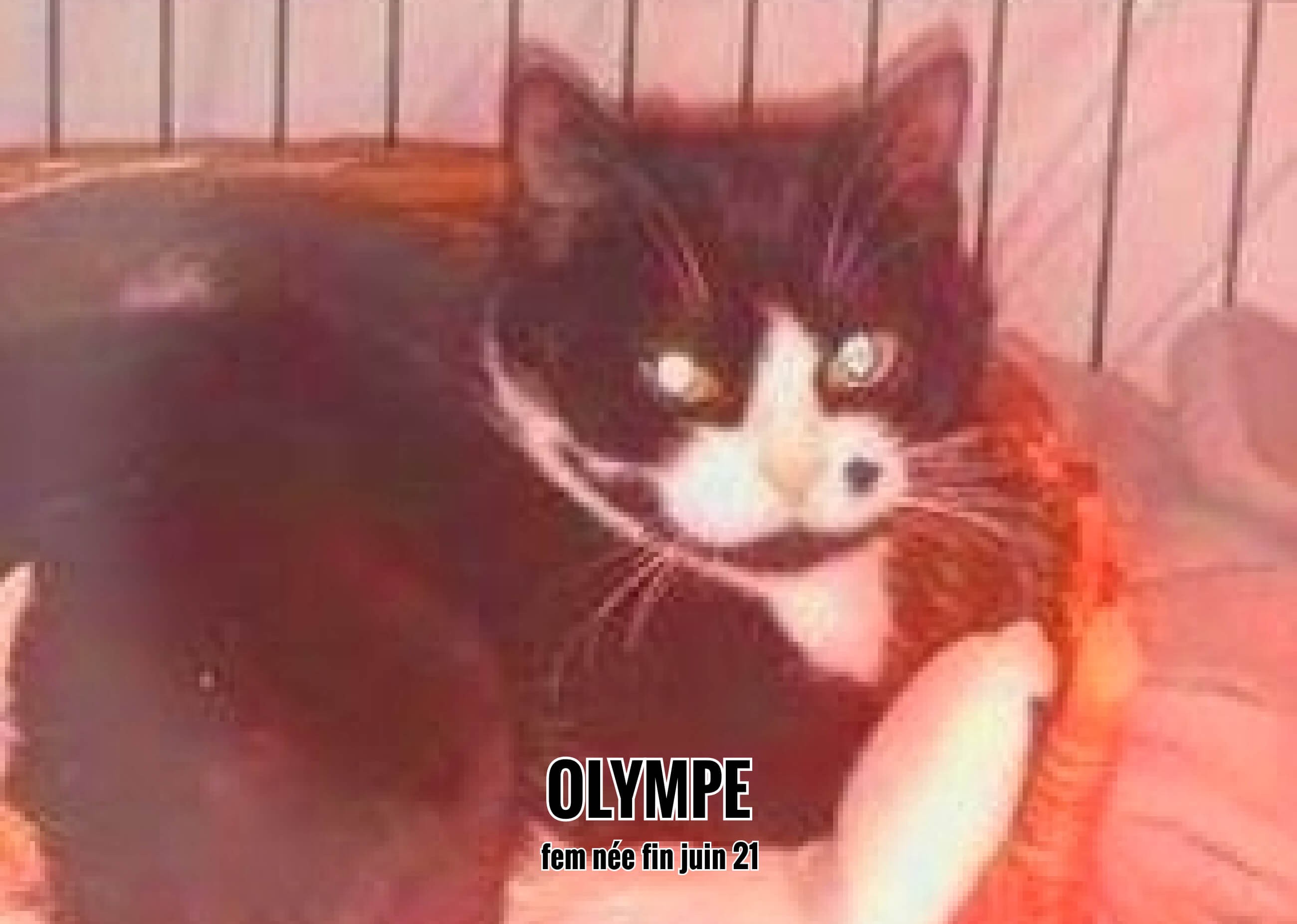 15/02/22 : Olympe sera dans son foyer ce prochain week-end(33)
