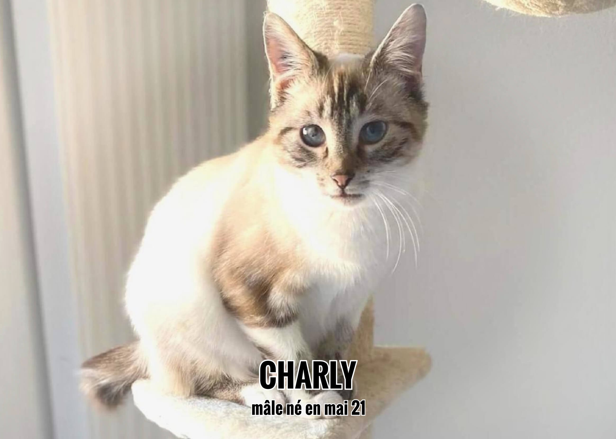 21/02/22 : Charly va rejoindre une petite compagne de jeux prochainement (33)