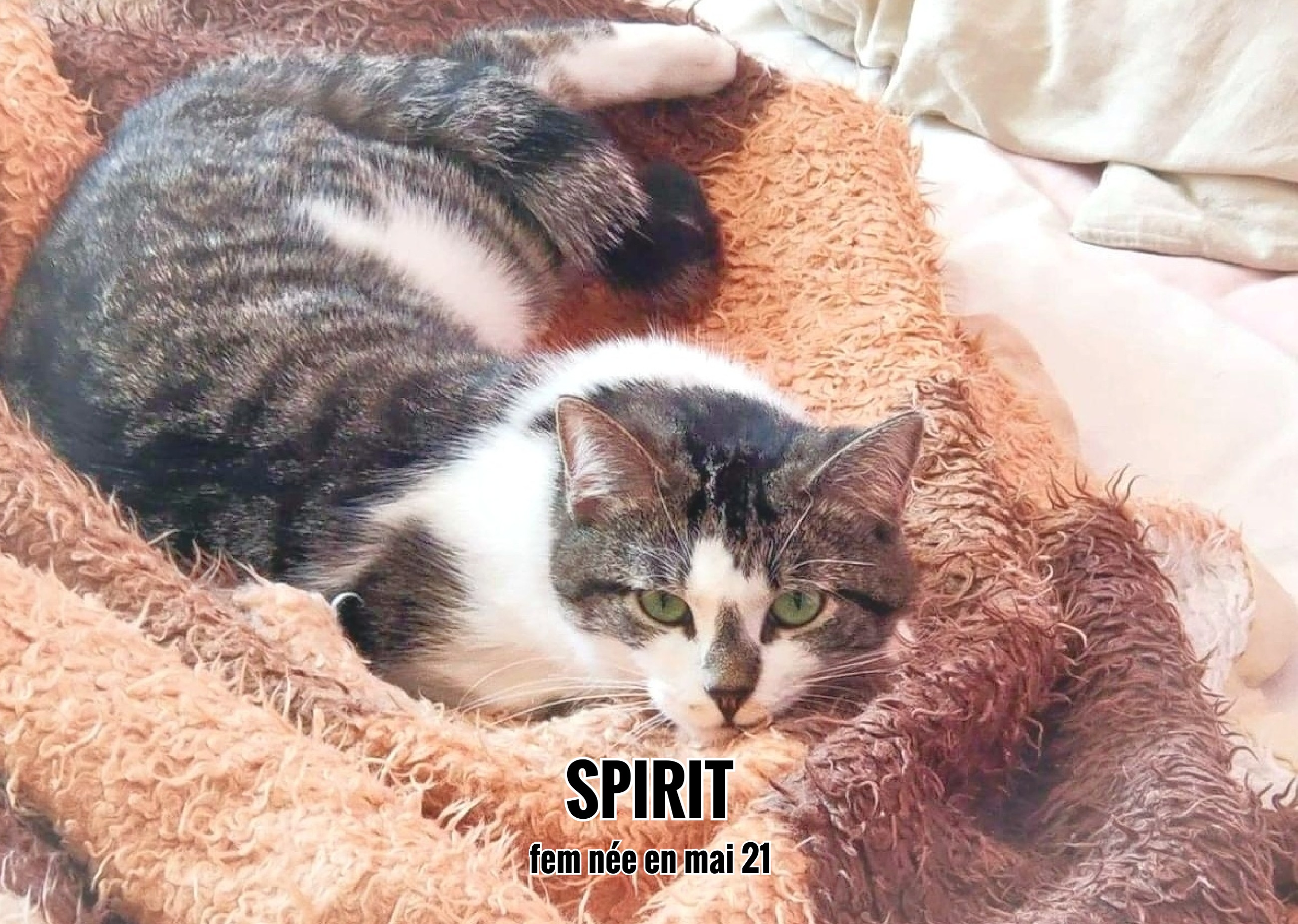 26/01/23 : Spirit sera bientôt avec sa famille (33)