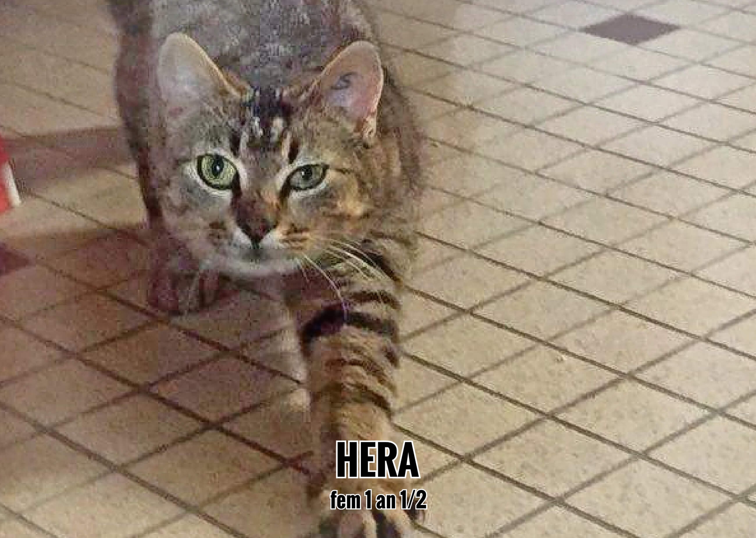 08/05/22 : Hera a tout de suite montré son ventre à caresser à sa famille ! (33)
