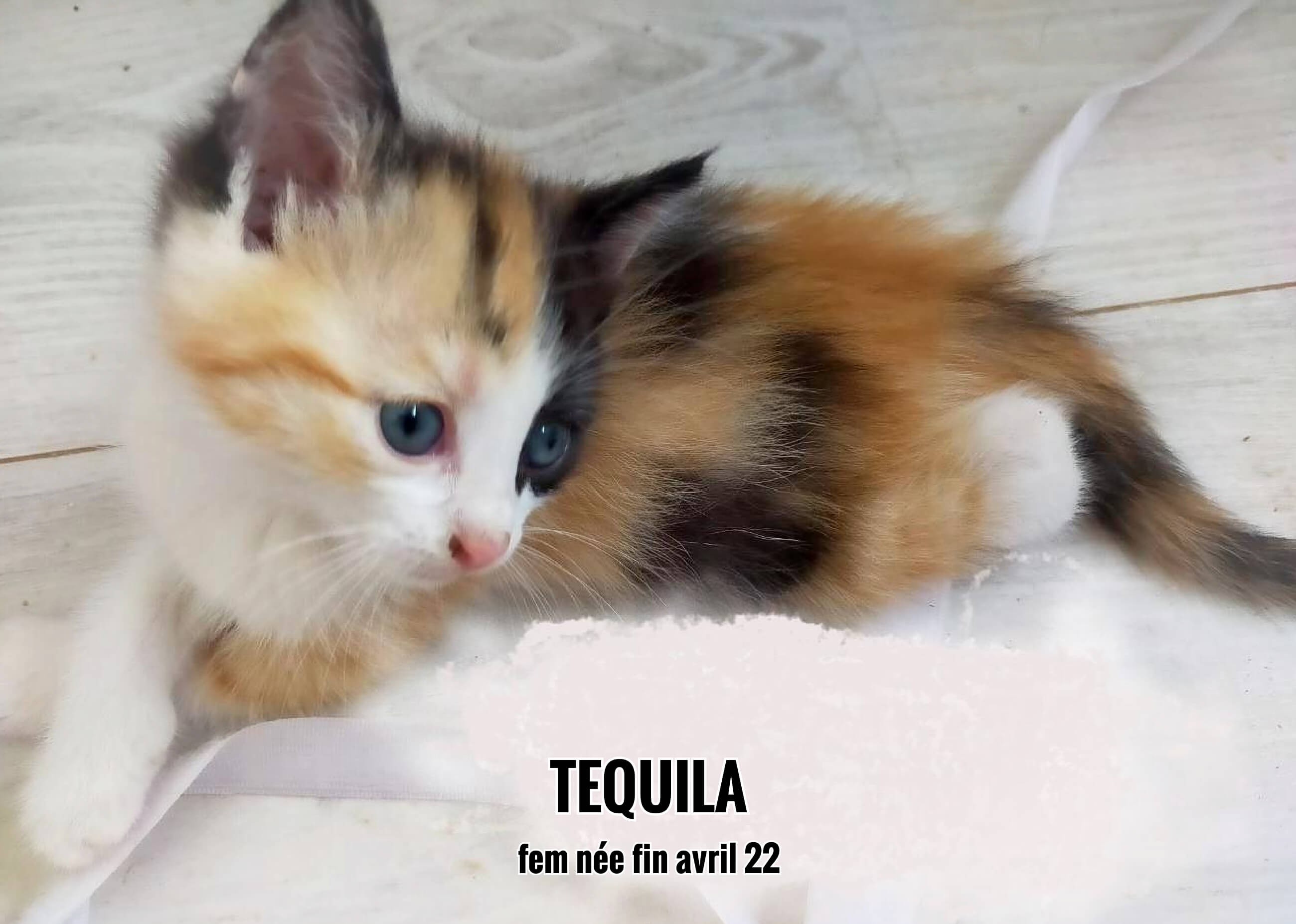 09/07/22 : Tequila a ronronné dans les bras de sa future maîtresse (33)
