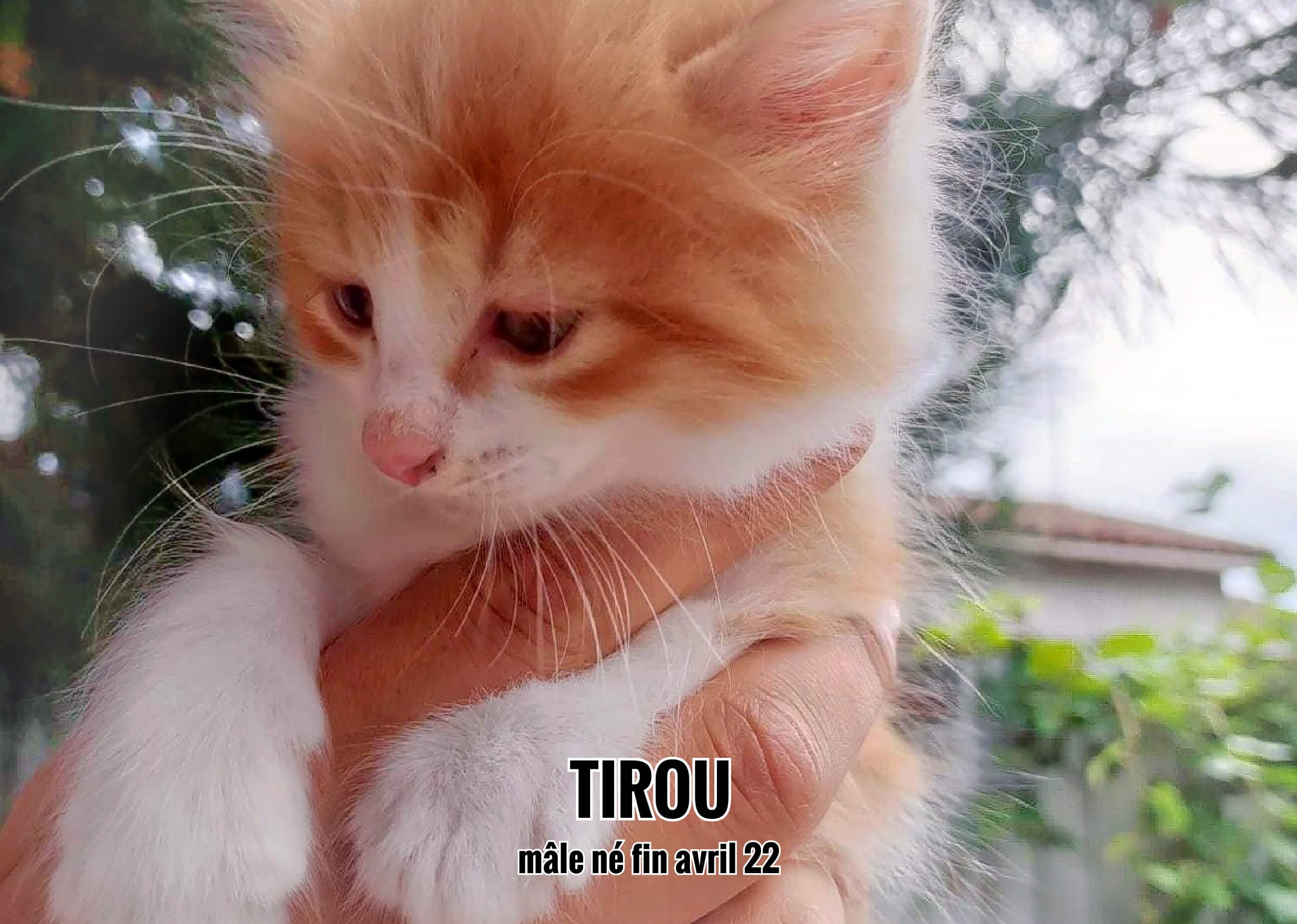 25/06/22 : Tirou a  été choisi (33)