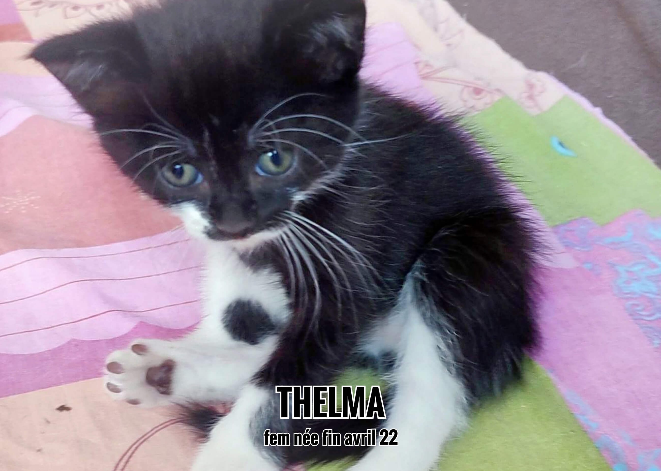 09/07/22 : Thelma sera bientôt dans son foyer (33)