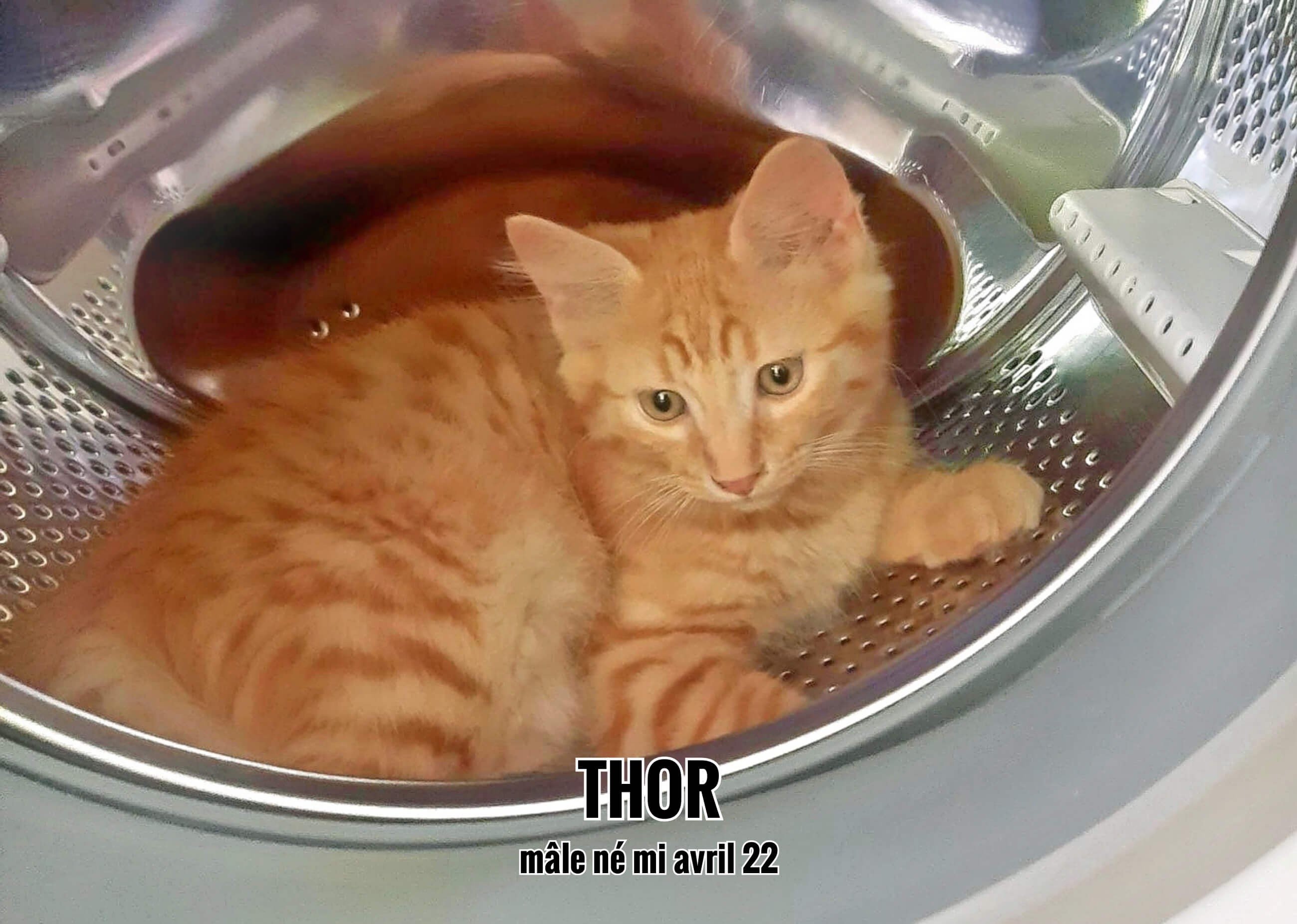 2307/22 : Thor a été choisi , il est réservé (33)
