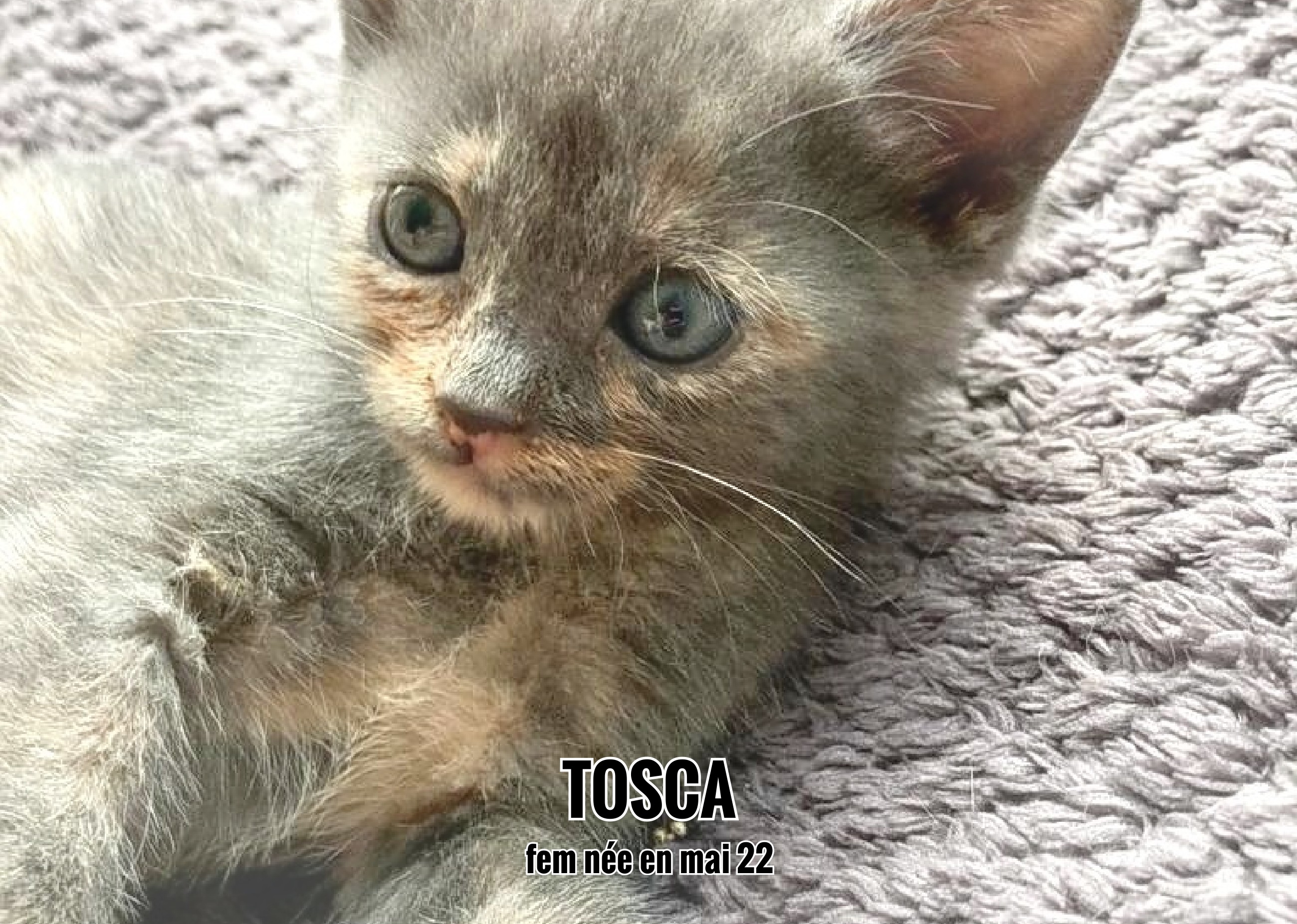17/09/22 : Tosca va rejoindre la famille dont elle avait besoin,