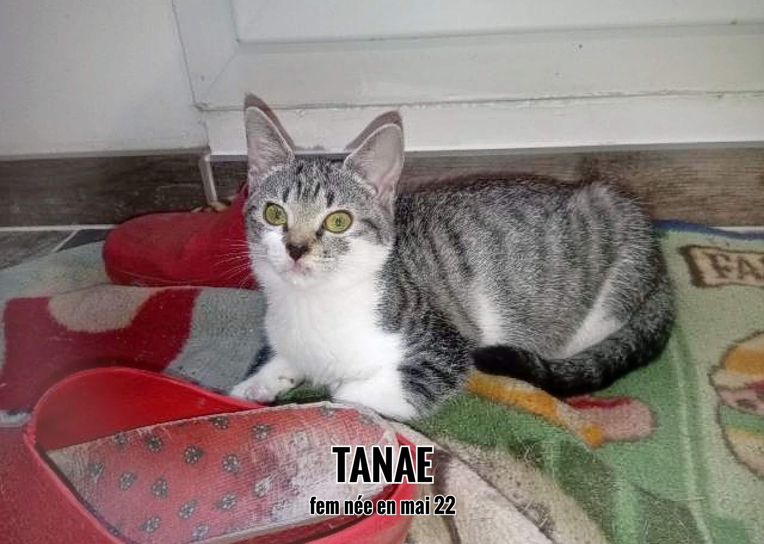 29/09/22 : Tanaé a été choisie pour être la 3ème féline du foyer  (33)