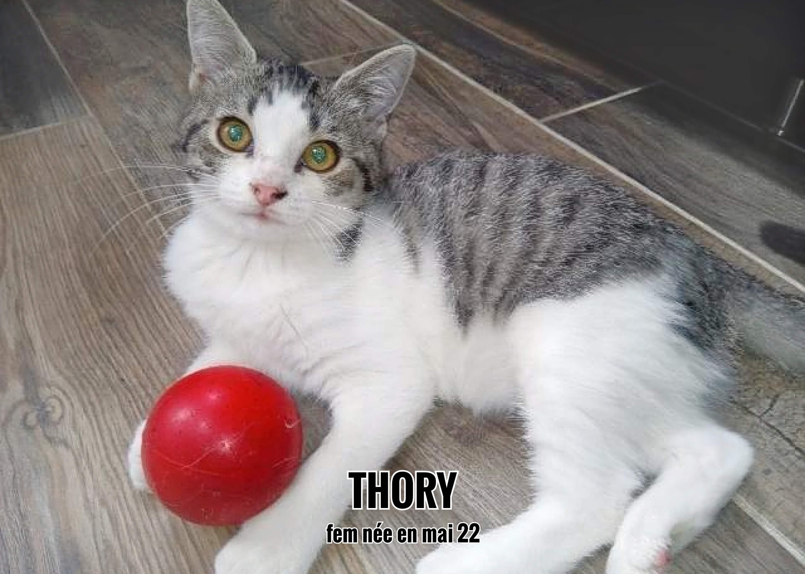 02/10/22 : Thory va rejoindre un copain, chien , dans la maison d'Eve  (33)