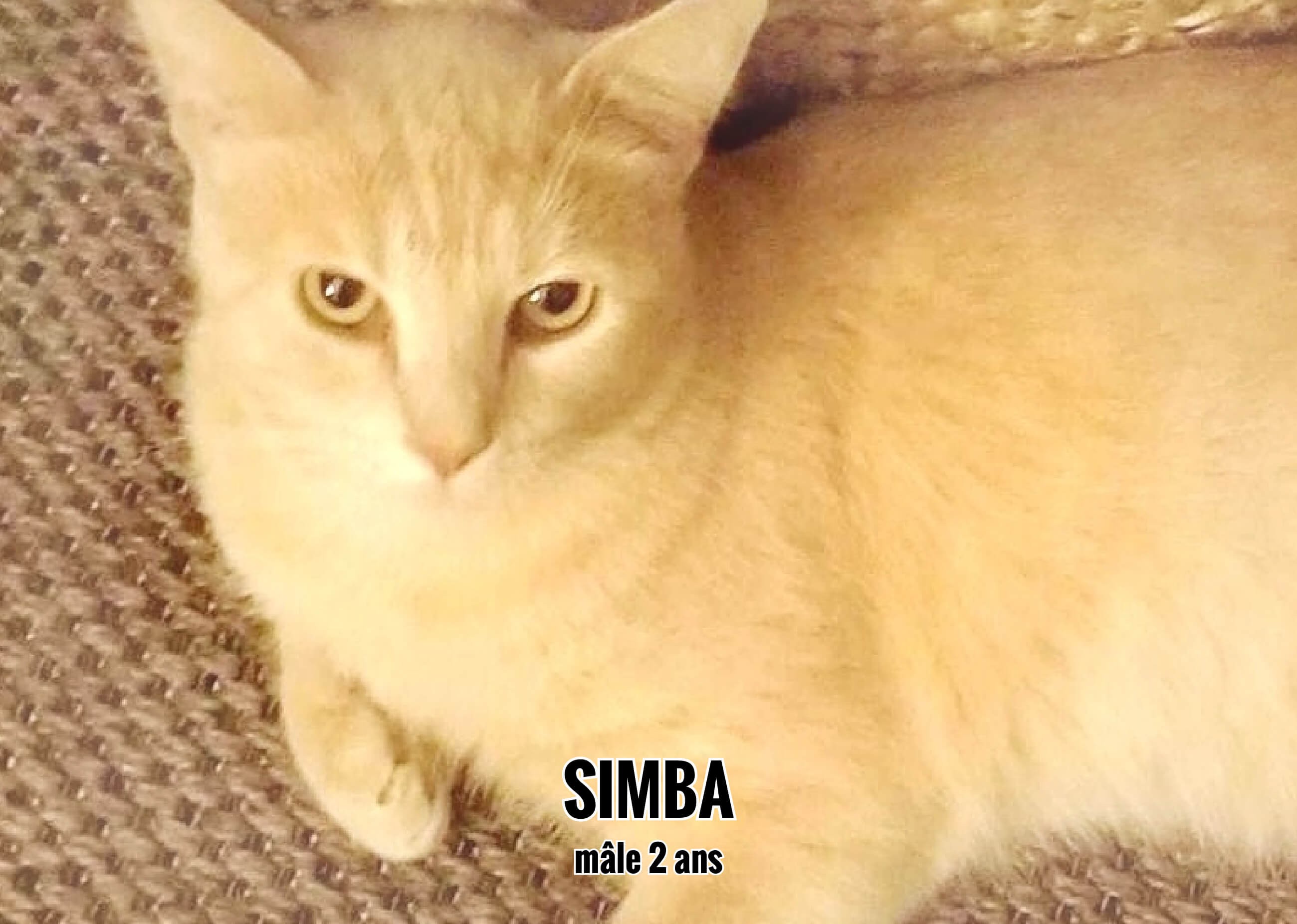 24/09/22 : Patricia attend avec impatience Simba dans son foyer (33)