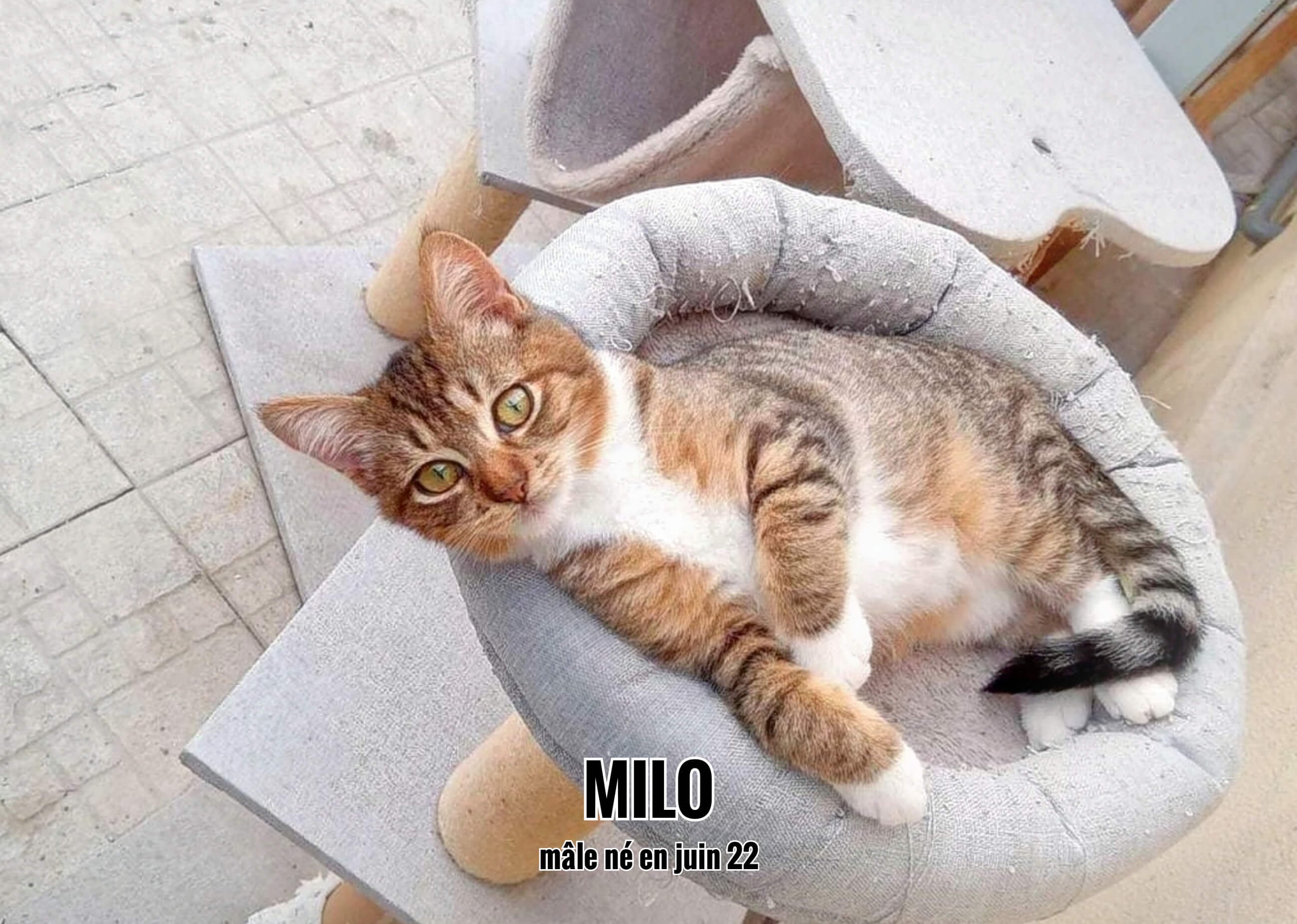 06/11/22 : Milo  a fait craquer Emmanuelle  !