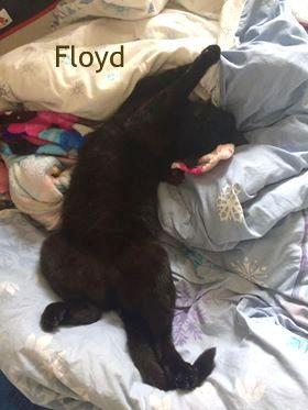 Floyd dort