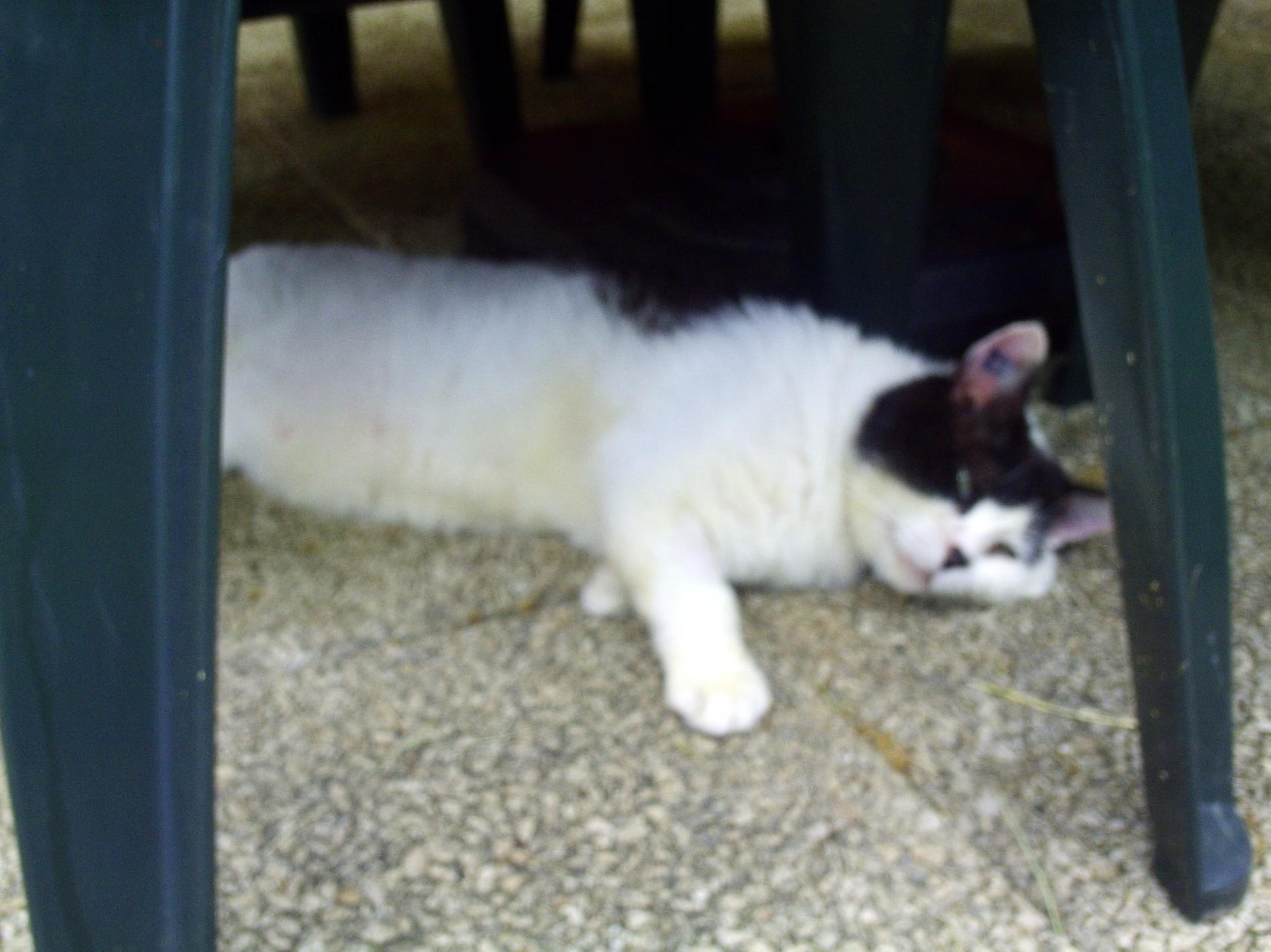 Pict0960