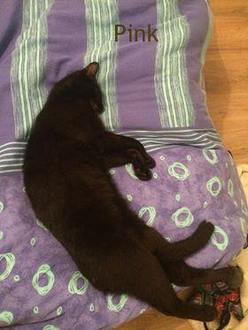 Pink dort