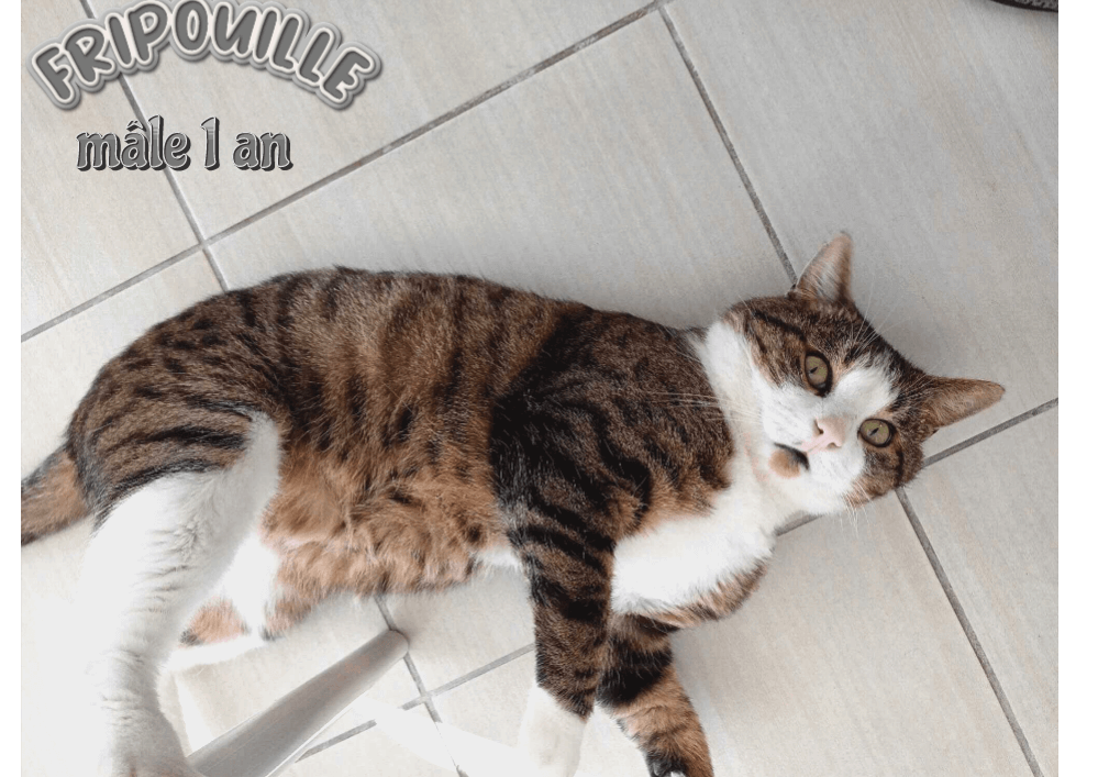 FRIPOUILLE visible sur Parempuyre 33
