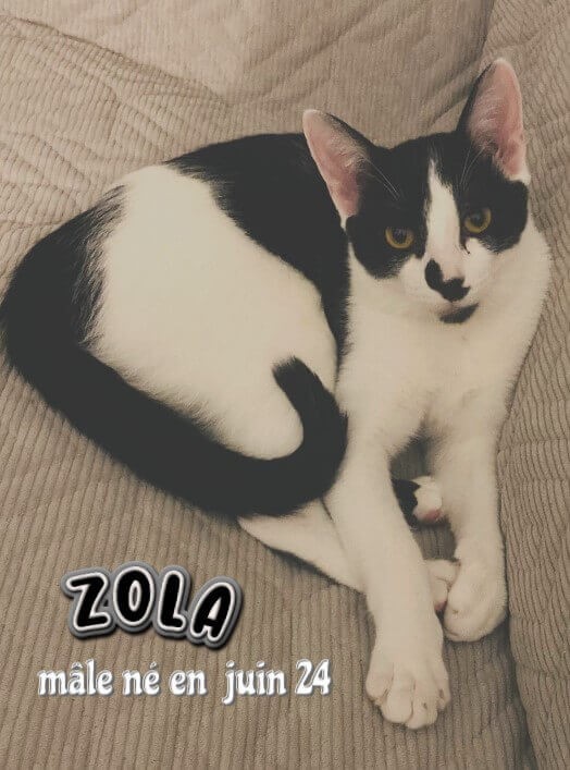 ZOLA visible sur Eysines 33