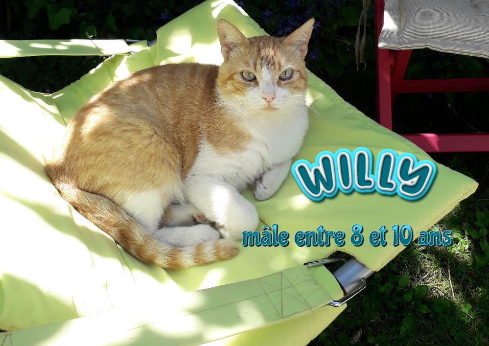 WILLY 8 ans visible sur St Médard en Jalles 33