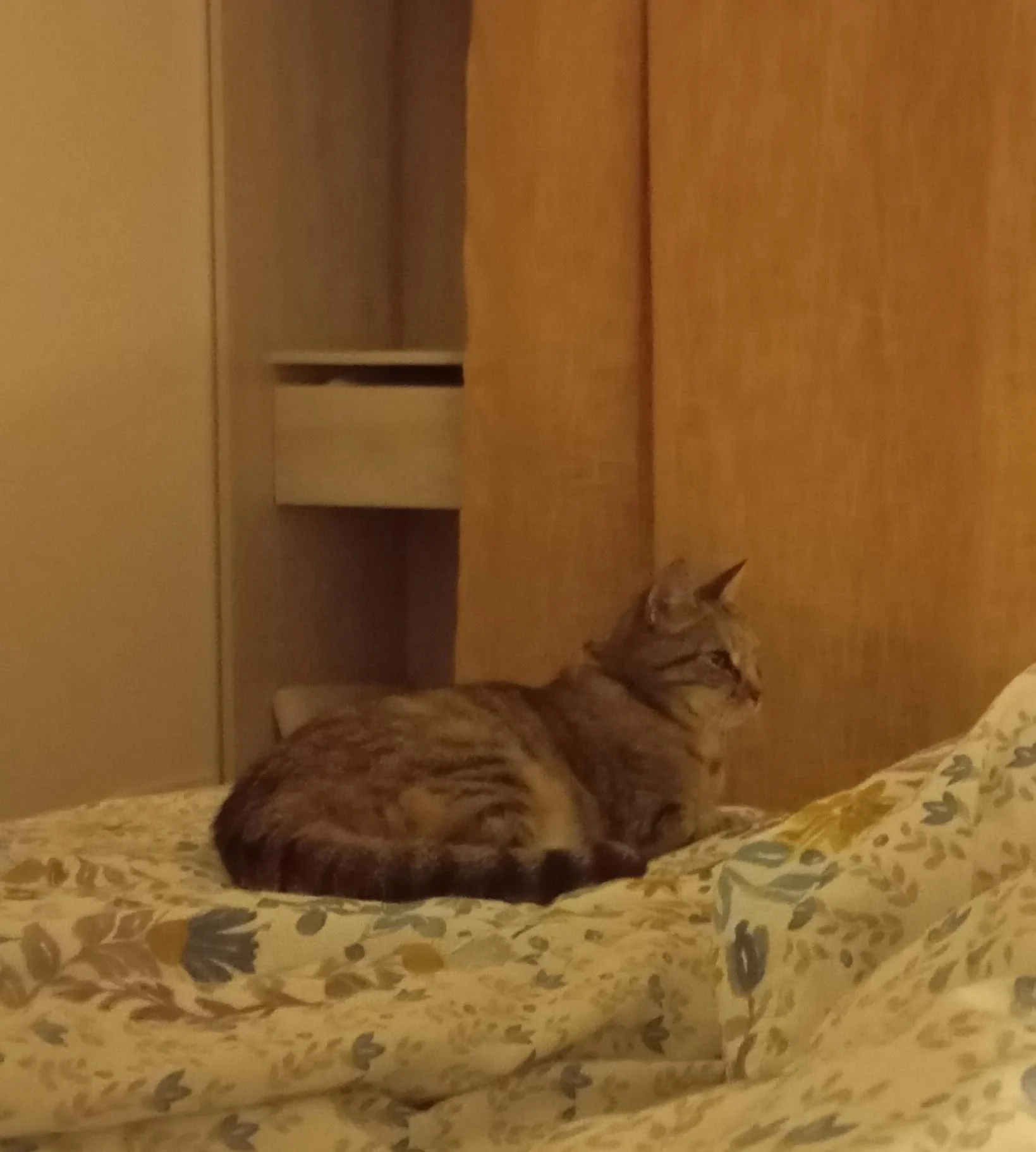 SOS pour la chatte CHIPINETTE 11 ans dans le 33