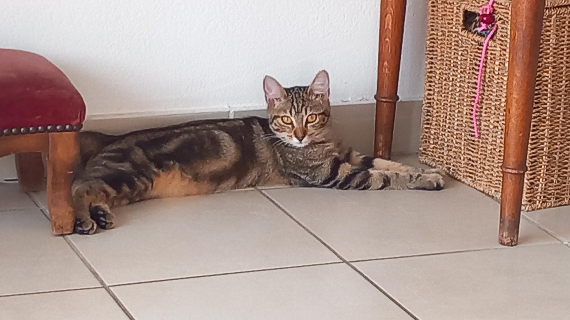 Adopter un chat dans le 33 : conseils et adoptions
