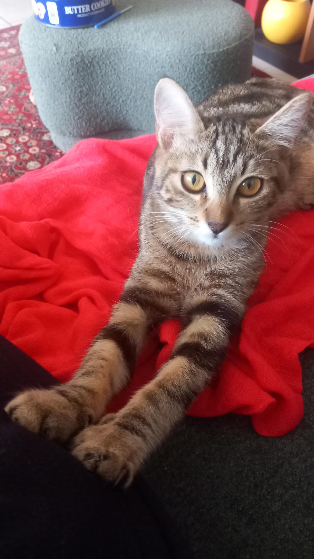 Cléopatre ex Babou adoptée récemment