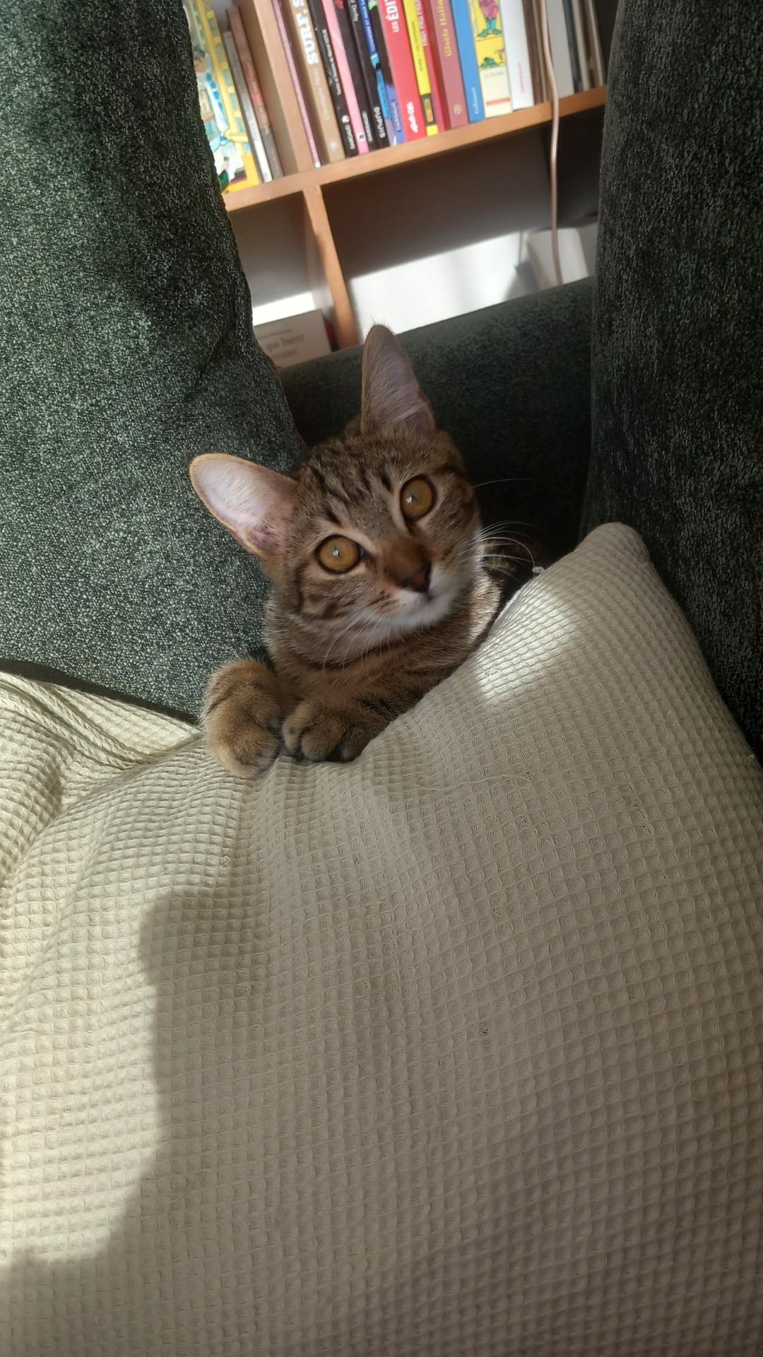 CLEOPATRE ex BABOU adoptée récemment