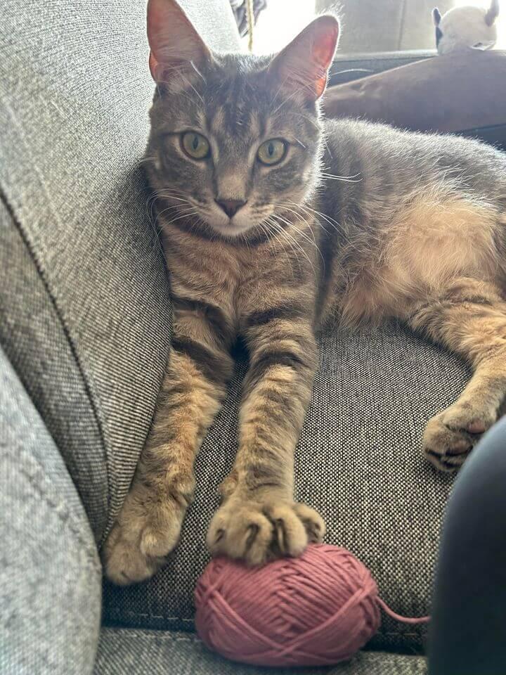 MOJITO dit MOMO adopté en février dernier