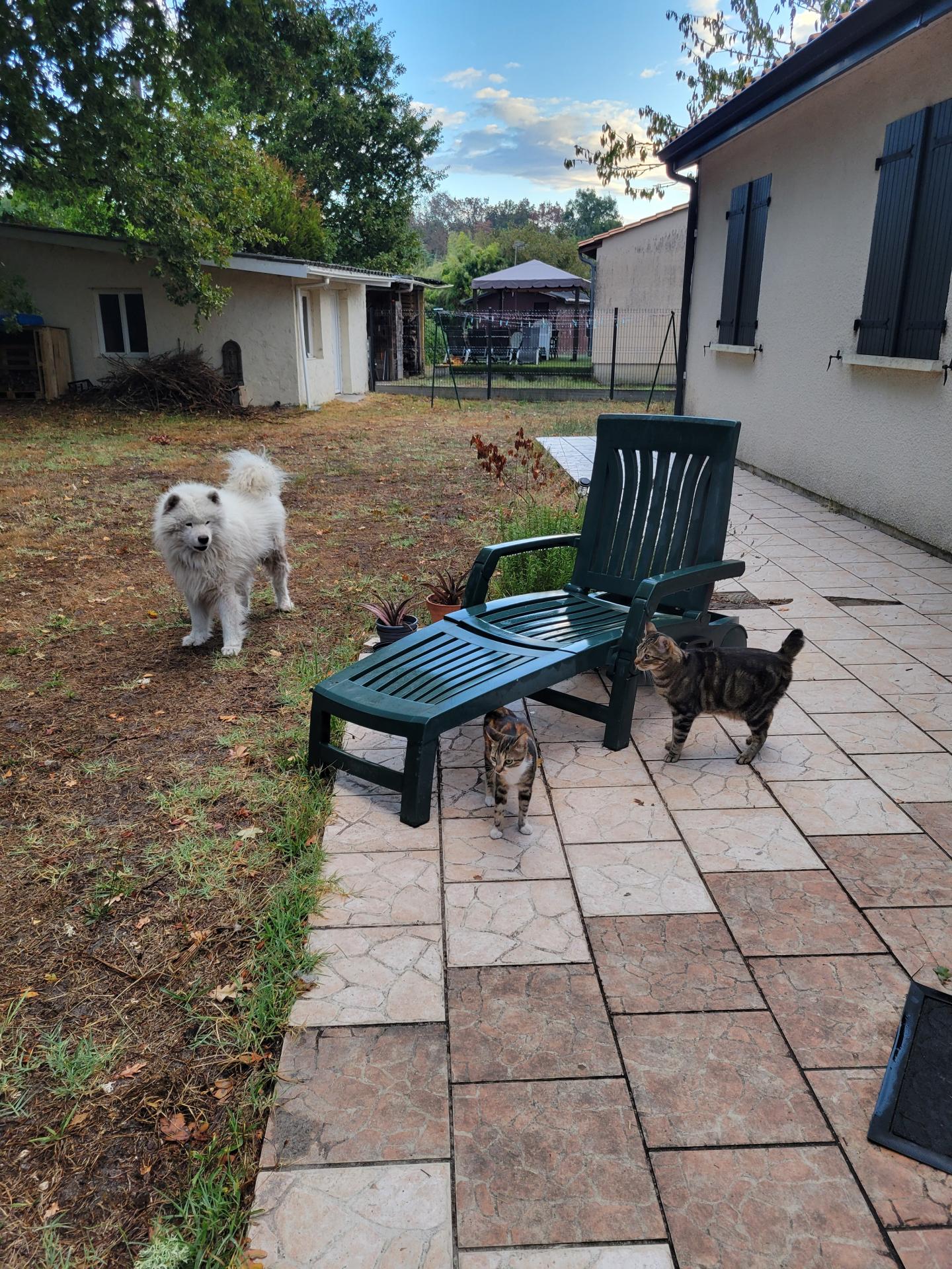 NAMI chatte secourue en août dernier