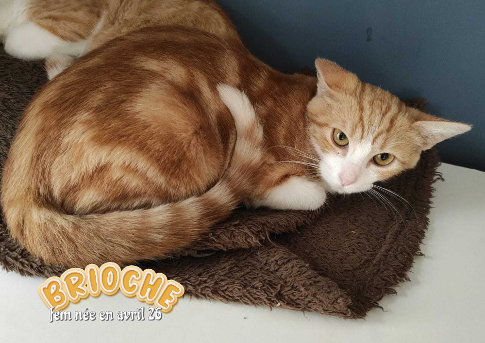 À L'ADOPTION dans le 33, la timide BRIOCHE , visible sur St André de Cubzac