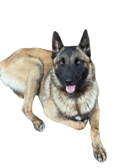 Chien pour site compresse removebg preview