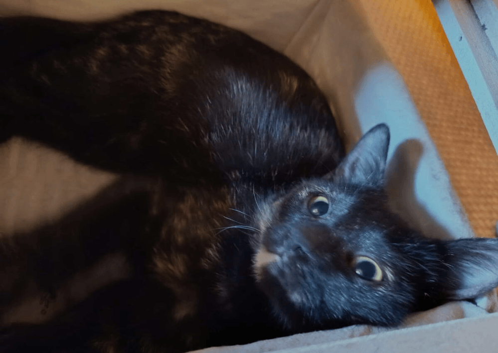 Adopter un chat dans le 33 : conseils et associations