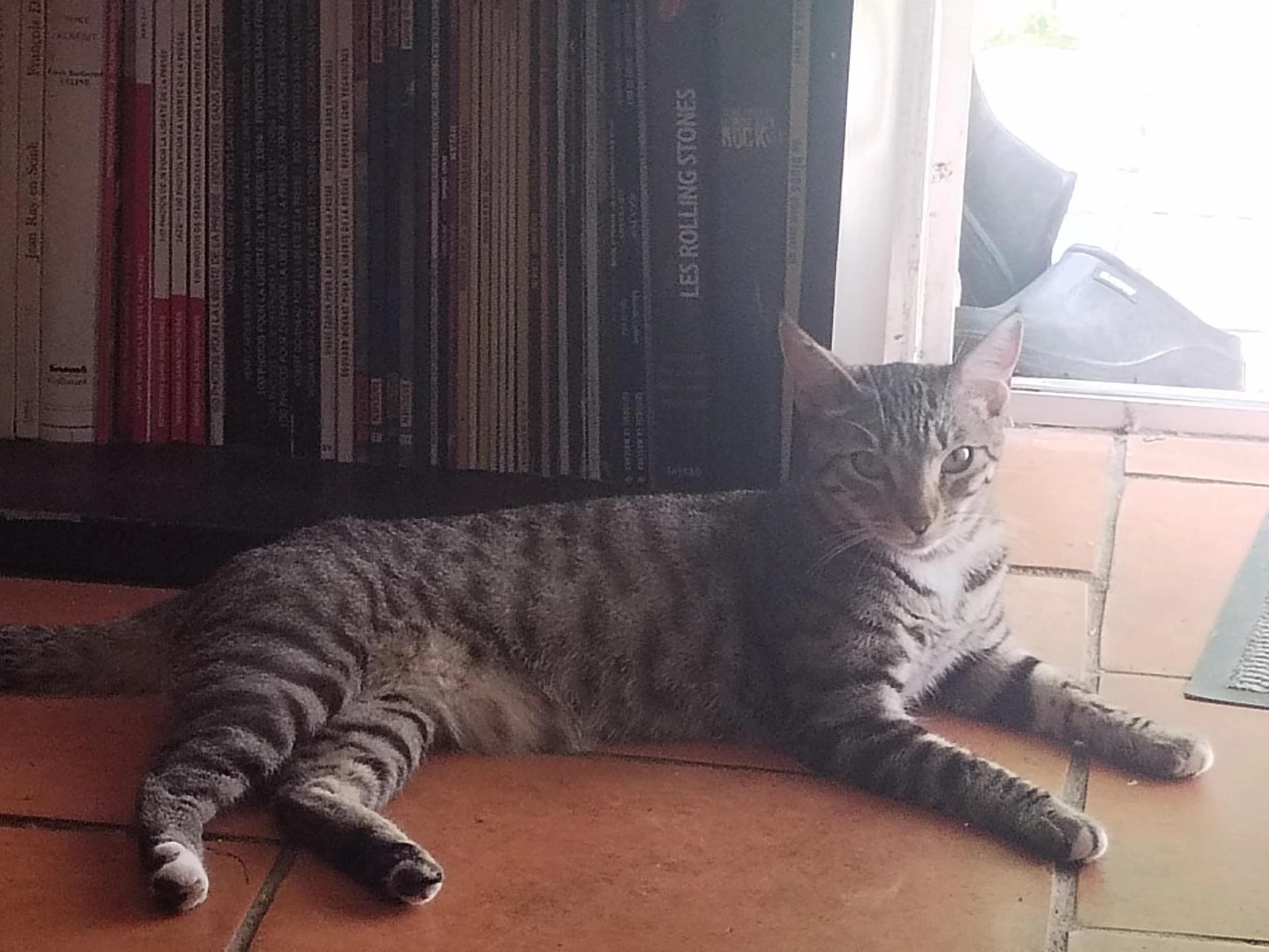 MIA secourue attachée dans un local à vélos, et adoptée depuis 4 mois