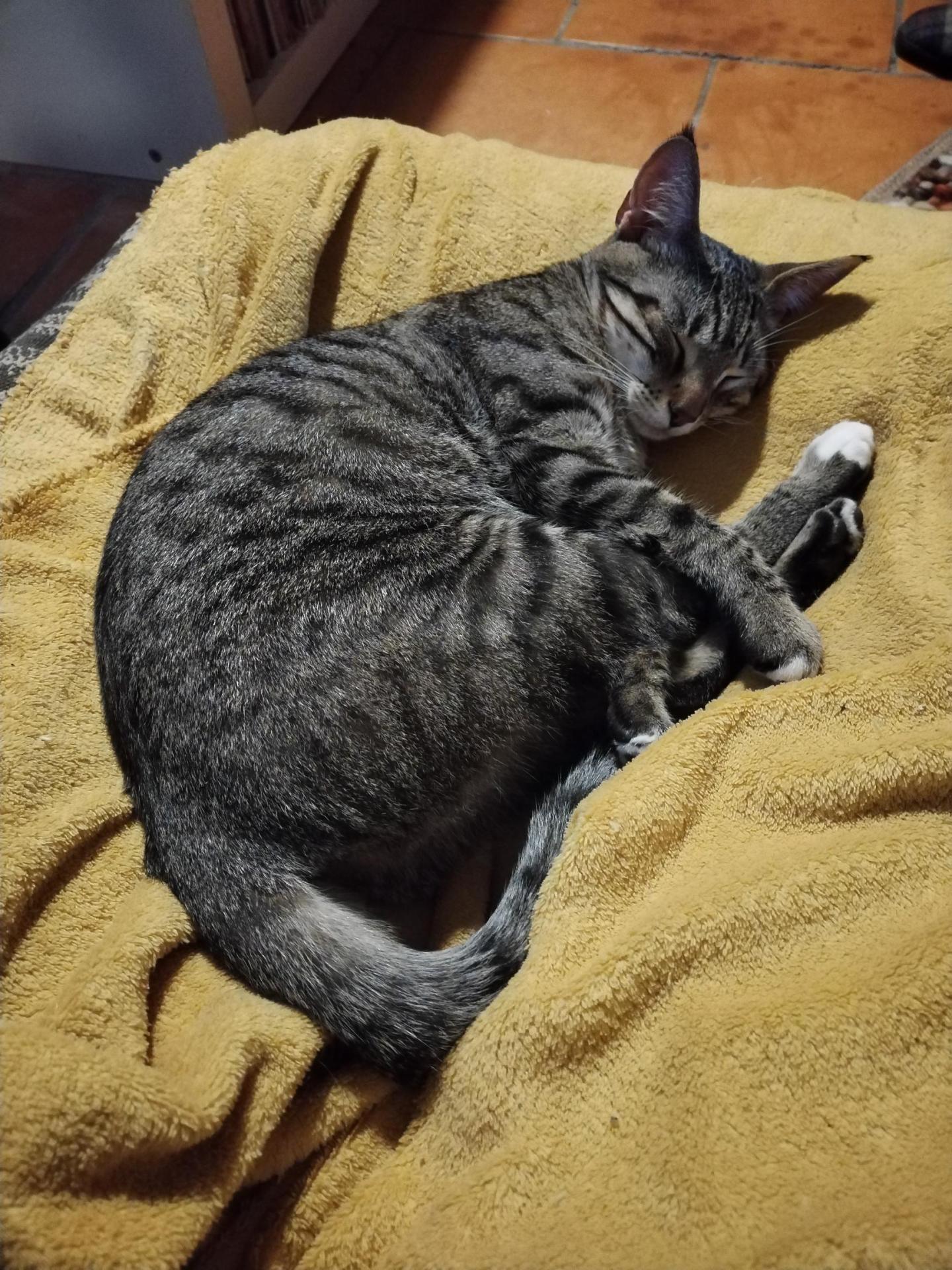 MIA a été adoptée il y a 4 mois