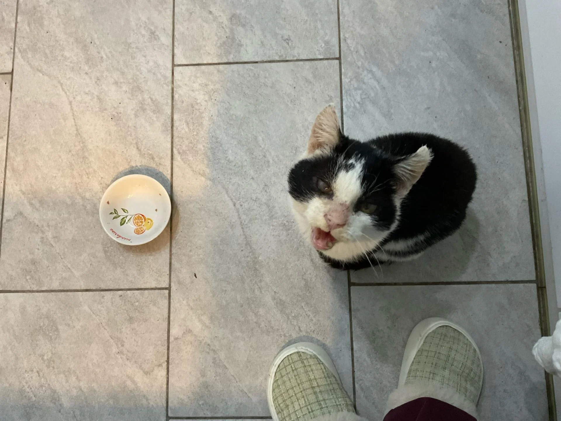 OREO chat entre 8 et 10 ans, a besoin d'un cocon douillet dans le 33