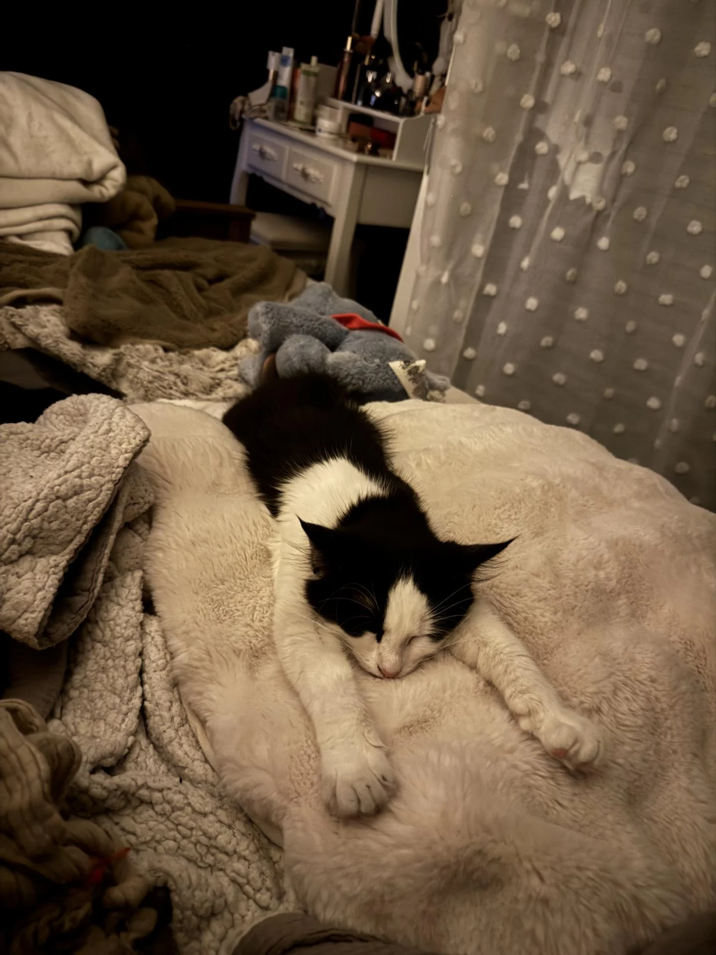 Des nouvelles du chaton PEPITE adopté il y a 5 mois