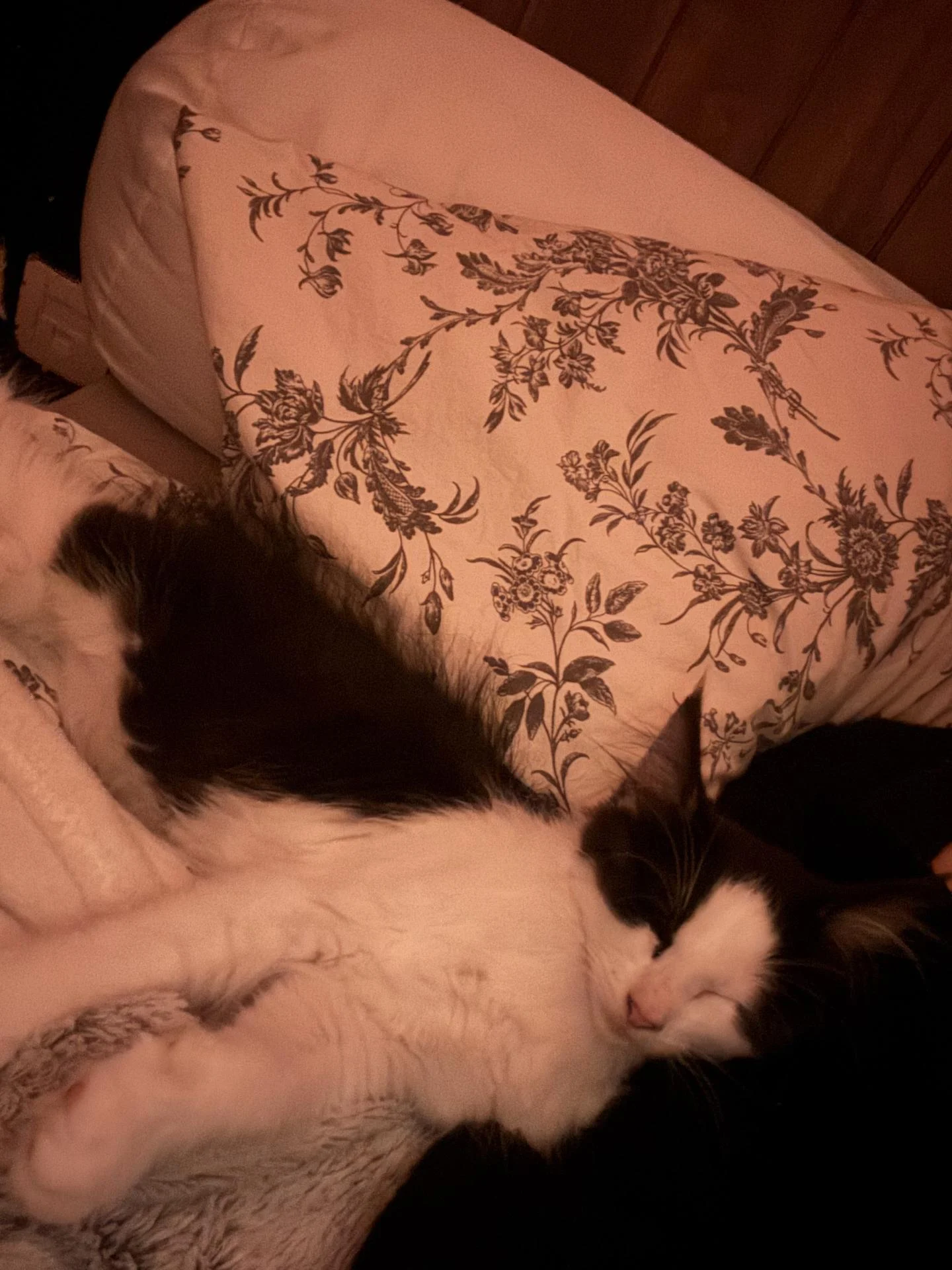 PEPITE est allée rejoindre RAJA adoptée il y a 5 ans, chez Céline