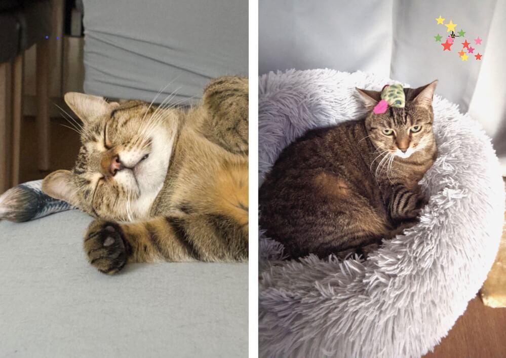 Bientôt 8 ans d'adoption pour Swanna  !