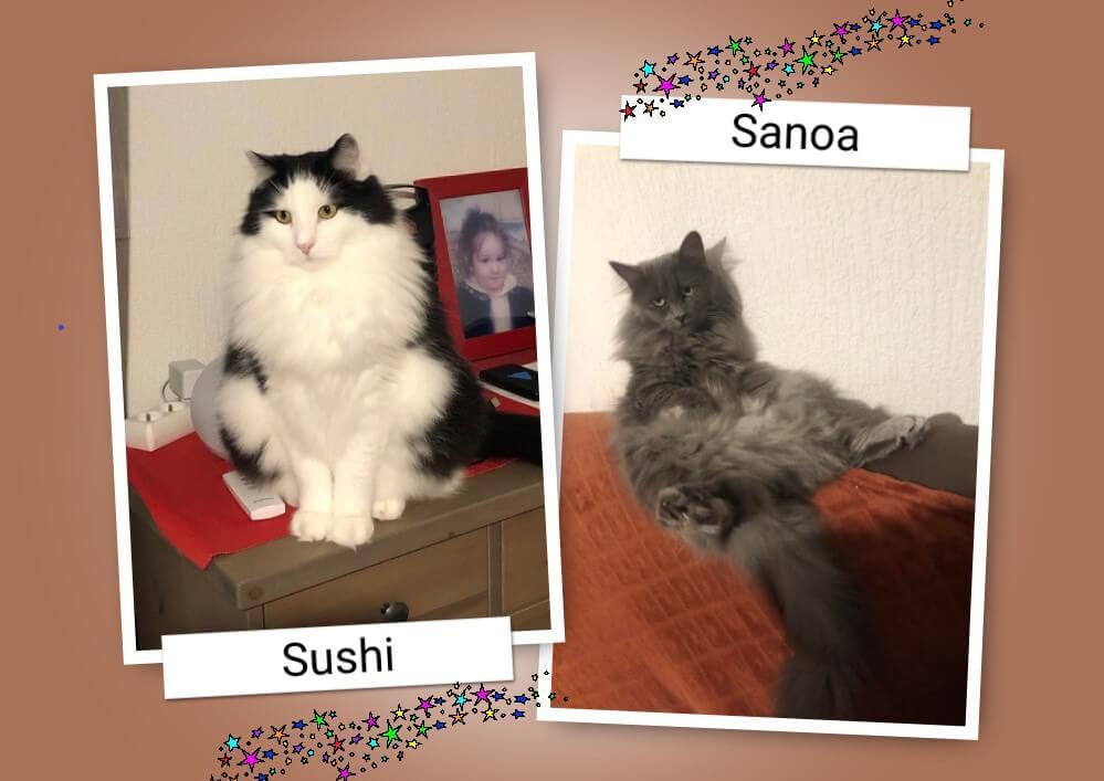 Tous mes vœux pour cette nouvelle année .Des nouvelles de mes 2 loulous Sanoa et Sushi,comme vous le voyez, tout va pour le mieux. Delphine