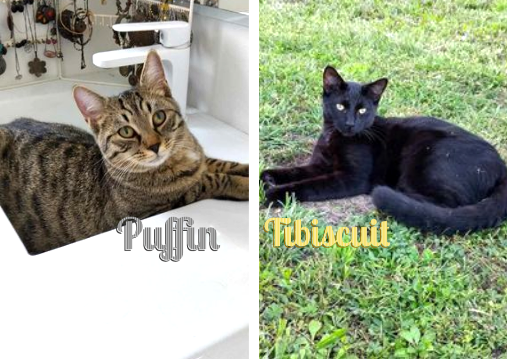 PUFFIN et TIBISCUIT vivent en famille leur belle vie depuis 8 mois
