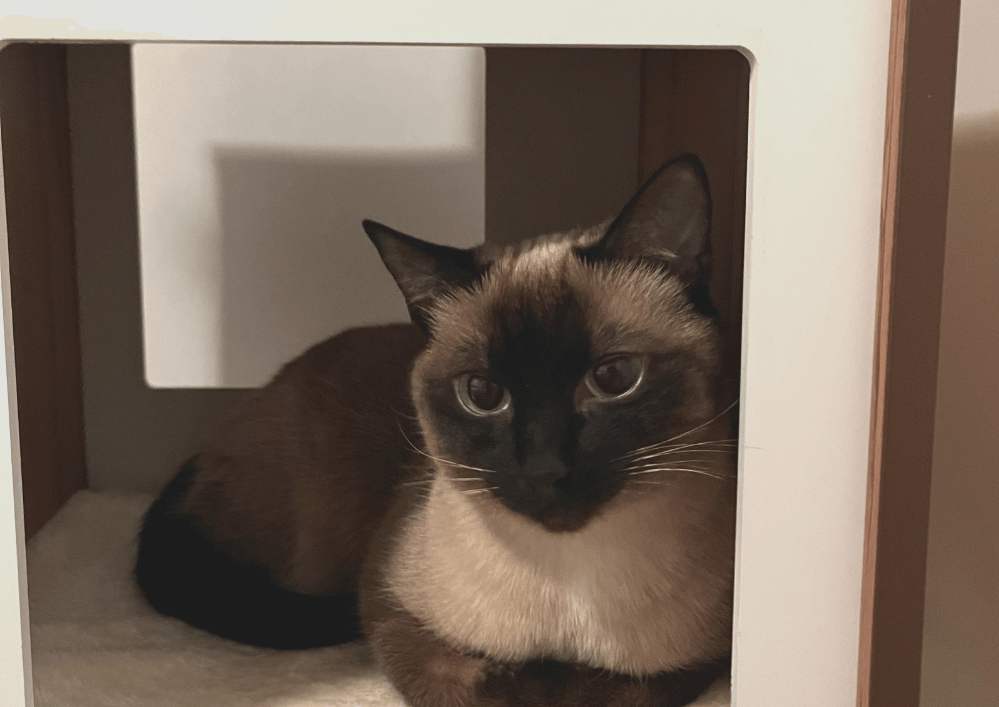 MIA ,depuis 2018 avec Emma, une nouvelle vie