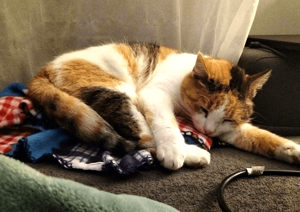 MELI, Adoptée il y a 6 ans, après abandon dans un jardin