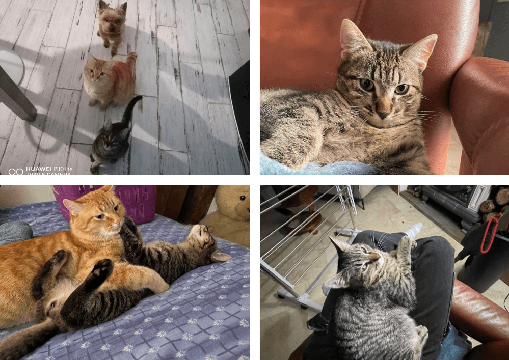 TIGRIS  et sa petite famille depuis novembre dernier