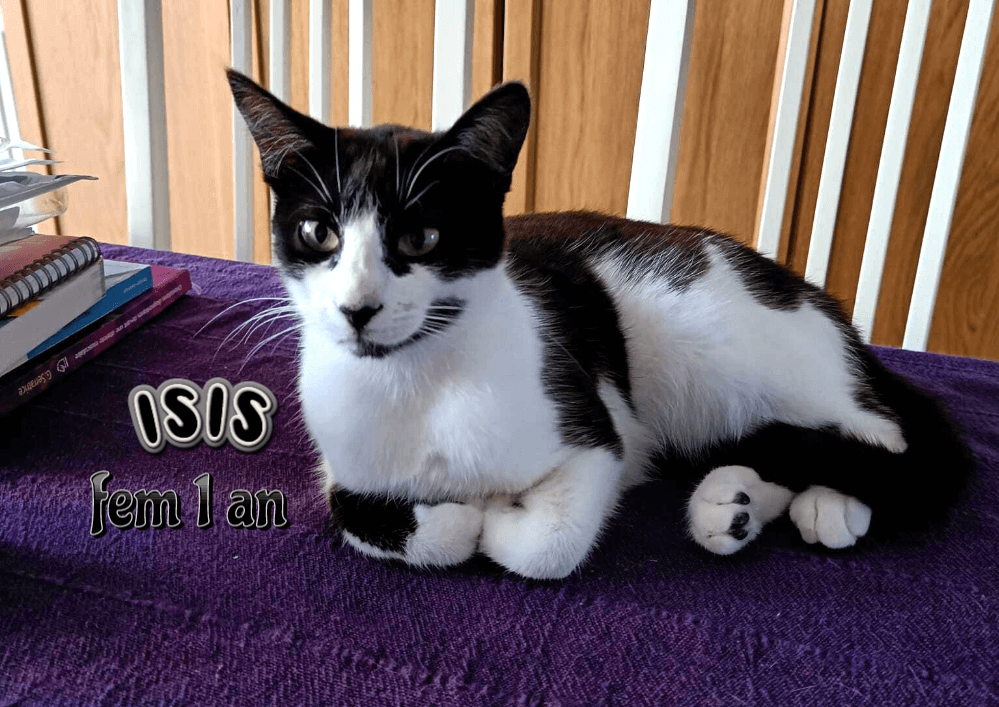 ISIS adoptable dans le 33, visible sur Villenave d'Ornon