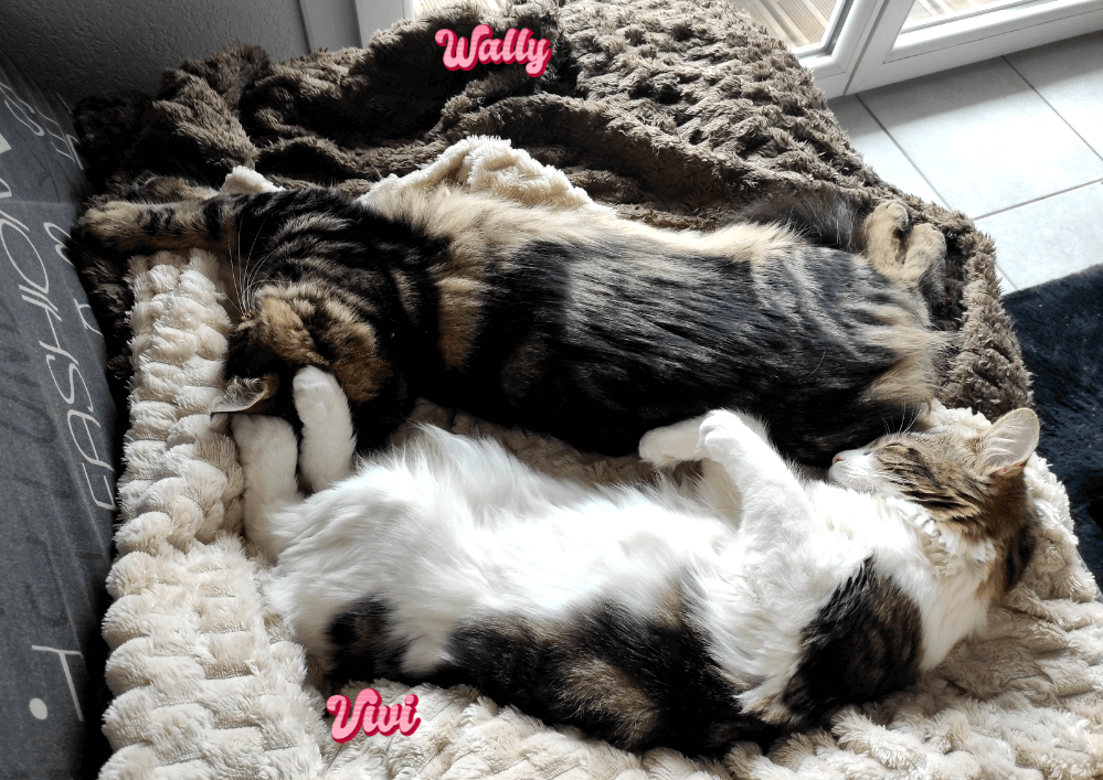 Adoptés ensemble en août dernier, WALLY et VIVI, la belle vie