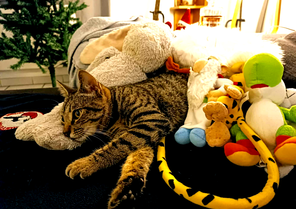 Elle oublie peu à peu ses craintes la petite NOVA ex VICKY adoptée en novembre dernier
