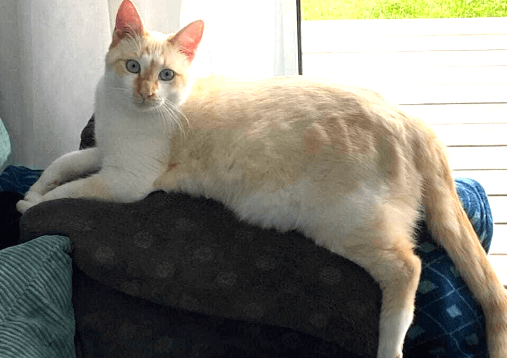 En 5 mois le petit ZAG craintif est devenu un grand chat très câlin !