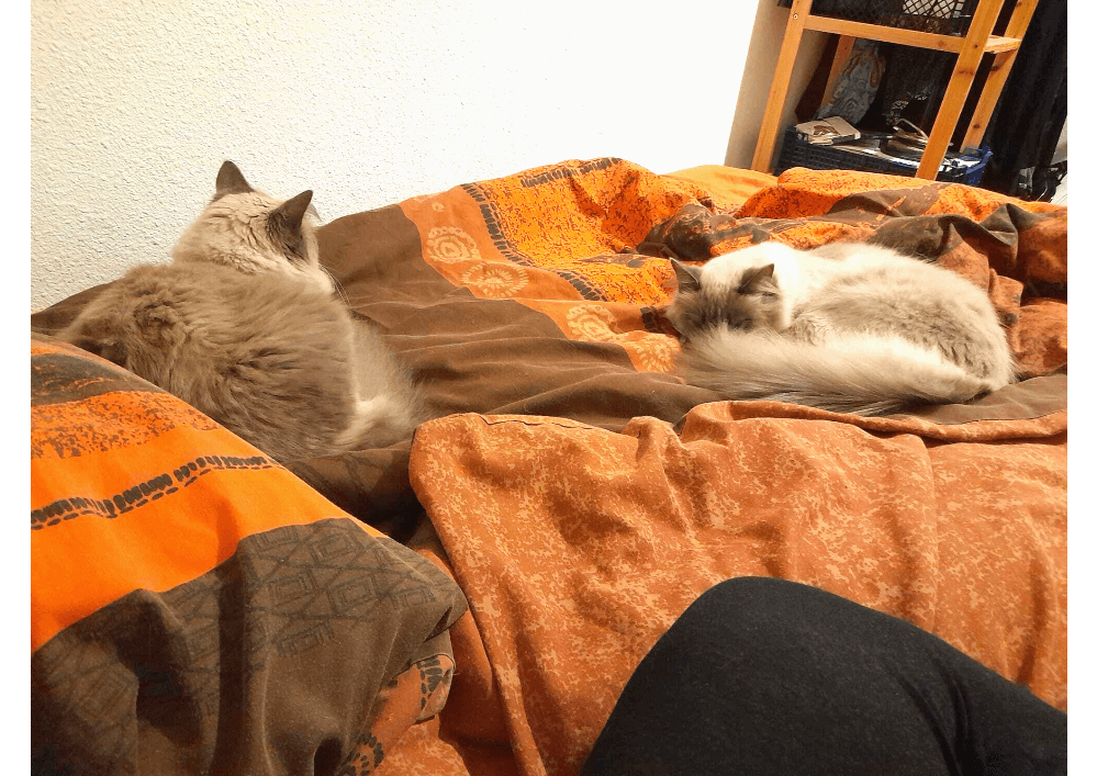 ANKH ex ULKE, et NEFTISS ex SHELBY , le calme après la tempête!