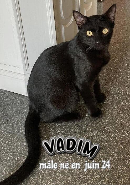 Adopter dans le 33, VADIM le doux et timide jeune chat, visible sur Eysines
